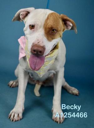 *BECKY, Pit Bull Terrier, adult, available for adoption