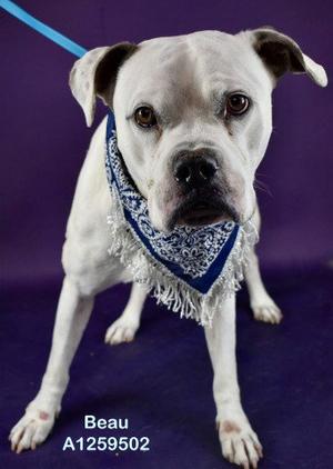 *BEAU, Pit Bull Terrier, adult, available for adoption