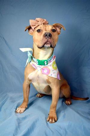 *DAISY, Pit Bull Terrier, adult, available for adoption