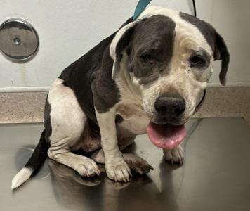 *ALMOND, Pit Bull Terrier, adult, available for adoption