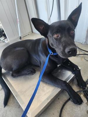 *ALBATROSS, Labrador Retriever / German Shepherd Dog, young, available for adoption