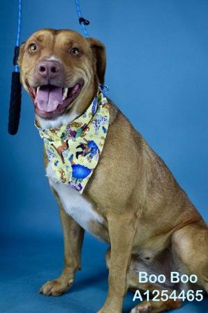 *BOOBOO, Pit Bull Terrier, adult, available for adoption