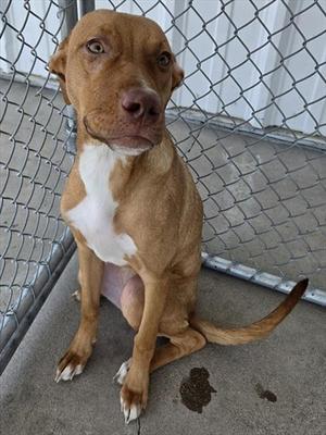 *HAZY, Pit Bull Terrier, young, available for adoption