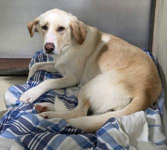 A light-colored dog with floppy ears is lying on a blue and white checkered blanket.