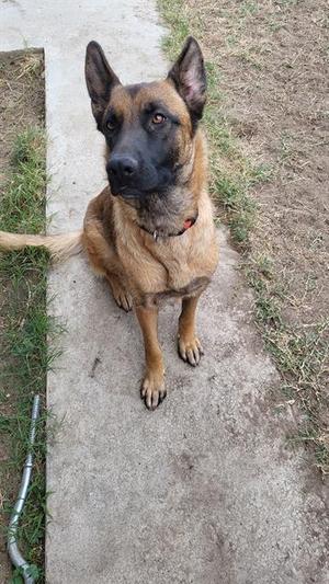 *COOKIE, Belgian Shepherd Malinois, adult, available for adoption