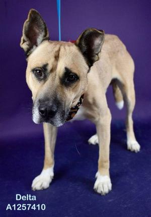 *DELTA, Pit Bull Terrier, young, available for adoption