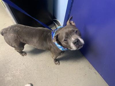 *BUBBLES, Pit Bull Terrier, senior, available for adoption