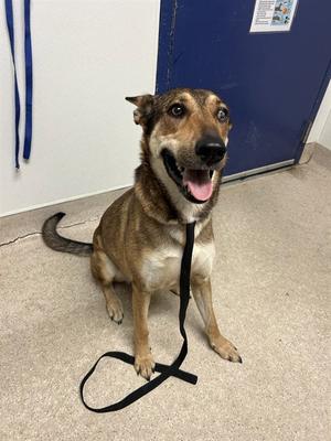 *HAZEL, German Shepherd Dog, adult, available for adoption