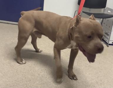 A brown dog with a short coat standing on a carpeted floor, looking to the side with its mouth open and tongue out.