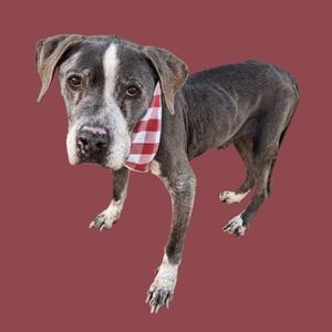 A gray dog wearing a red and white checkered bandana