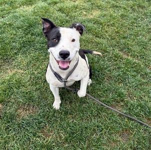 *BONNI, Pit Bull Terrier, adult, available for adoption