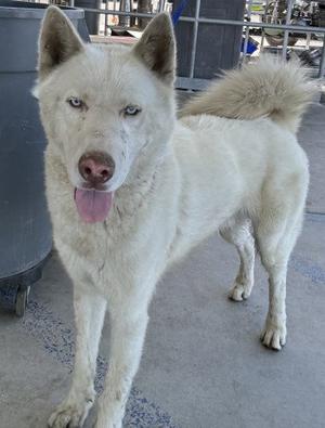 *ERNEST, Siberian Husky, adult, available for adoption
