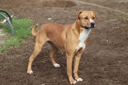 a dog standing in the dirt