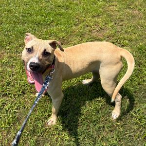 Bonnie Brooke 8878, Mixed Breed (Medium), young, available for adoption