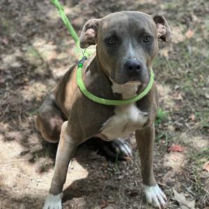 A brown and white dog with a green leash, sitting on the ground in a natural setting.
