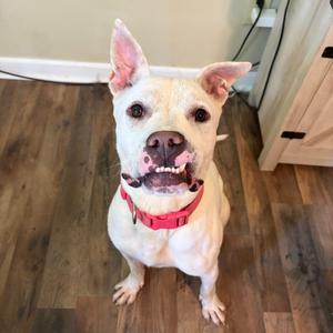 Anchor 3899, Mixed Breed (Medium), adult, available for adoption