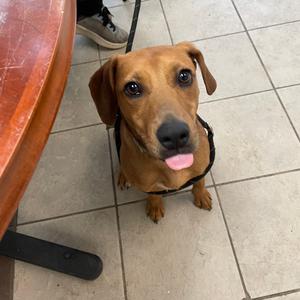 Amaryrilis 1761, Mixed Breed (Medium), young, available for adoption