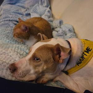 Bennett 3786, Mixed Breed (Medium), young, available for adoption