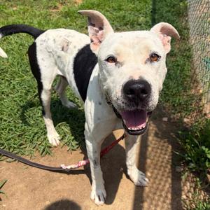 Augustus 3925, Mixed Breed (Medium), adult, available for adoption