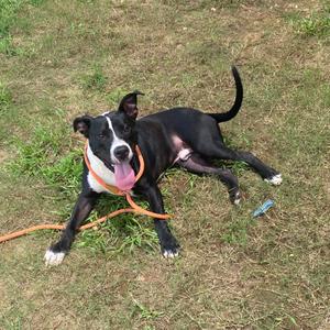 A black and white dog with a pink tongue sticking out, lying on the grass with an orange leash around its neck.