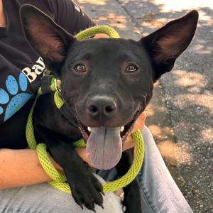 Belladonna 5071, Mixed Breed (Medium), young, available for adoption