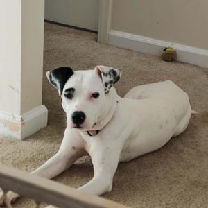 A white dog with black spots lying on a carpeted floor.
