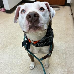 Boe 9252, Mixed Breed (Large), young, available for adoption