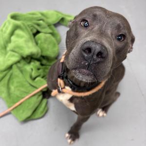 Bordeaux 4363, Mixed Breed (Medium), adult, available for adoption