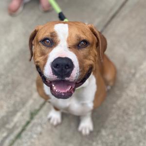 A happy-looking brown and white pit bull mix dog with its mouth open and tongue slightly out, looking up at the camera on a leash.
