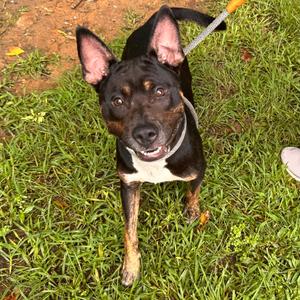 Bronx 0403, Mixed Breed (Medium), adult, available for adoption