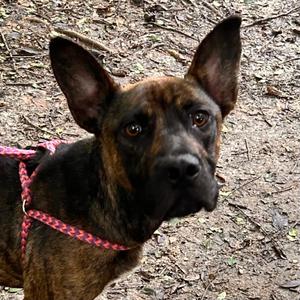Blackjack 3403, Terrier, Pit Bull, young, available for adoption