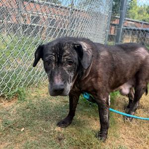 Betsy 9530, Mixed Breed (Large), senior, available for adoption
