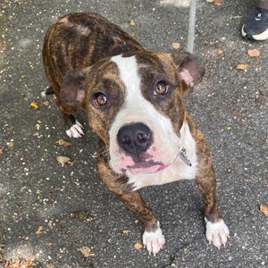 A brindle and white pit bull terrier looking up at the camera with a curious expression.