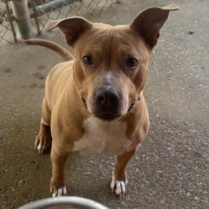 A brown and white dog with pointed ears standing on a concrete surface, looking directly at the camera.