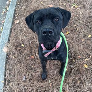 A black dog with a pink collar and a green leash, standing on dry grass.