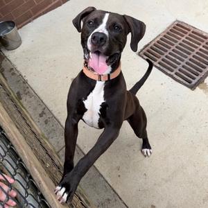 Blitzen Biscuit 2510, Mixed Breed (Large), adult, available for adoption