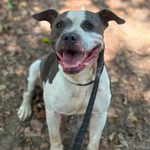 A happy gray and white pitbull-type dog on a leash, standing outdoors with an open mouth.