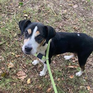 Boba Fetch 0035, Mixed Breed (Small), adult, available for adoption