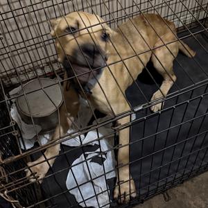 Boomer 1784, Mixed Breed (Large), young, available for adoption