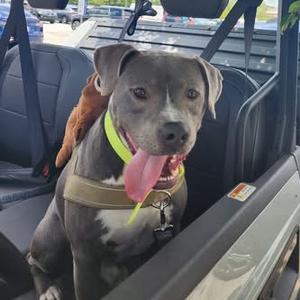 A blue pitbull dog with its tongue hanging out sits in a vehicle.