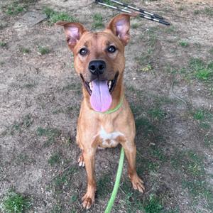 A happy-looking brown dog with its tongue hanging out sits on the ground, wearing a light green collar.
