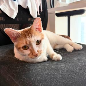 Banjo, adult, available for adoption