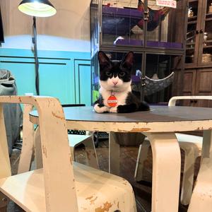 Binomial, young, available for adoption