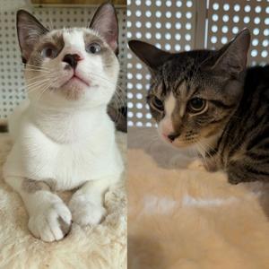 Arowana & Flatbread, kitten, available for adoption