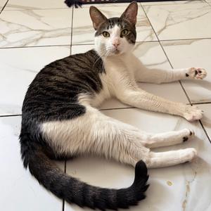 Bento Box, adult, available for adoption