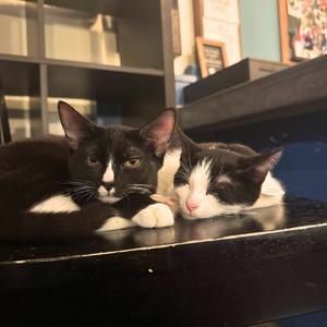 Captain Crunch & Lucky Charm, kitten, available for adoption
