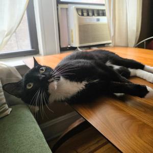Converse, adult, available for adoption