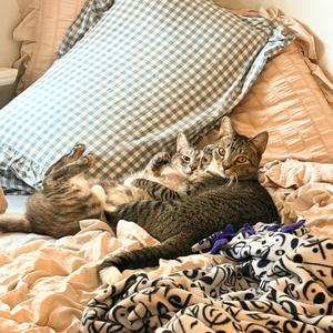 Beans & Beanie, adult, available for adoption
