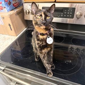 Aurora, adult, available for adoption