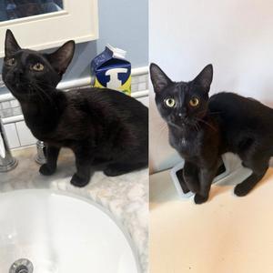 Cricket and Weevil, kitten, available for adoption